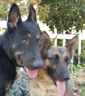 Cisco von Stern Sable